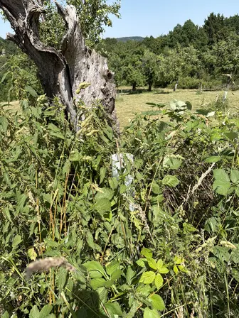 Foto treephoto-vx9fj9ado81fxynltdovmpkx.jpeg