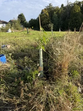 Foto treephoto-u4anrgyx1nehv7xdjrucl9ny.jpeg