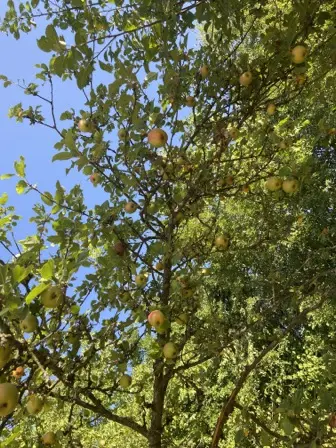 Foto treephoto-bwaze6scfz0cna50oslsqi9u.jpeg