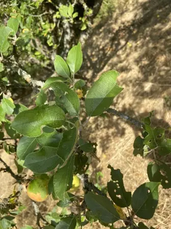 Foto treephoto-h1uqjko50jbrjw9np5gm8ghp.jpeg