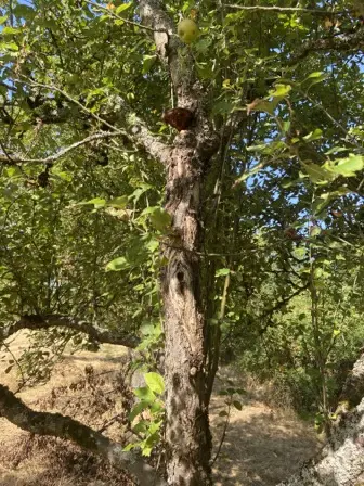 Foto treephoto-sc0crke2jsz3kurl1qcjstzd.jpeg