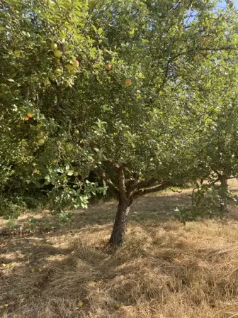 Foto treephoto-yvz47kzkrizg98k12zxz54tm.jpeg