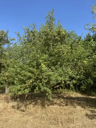 Foto treephoto-zi9am0dxoqracgqc0c84d0q0.jpeg