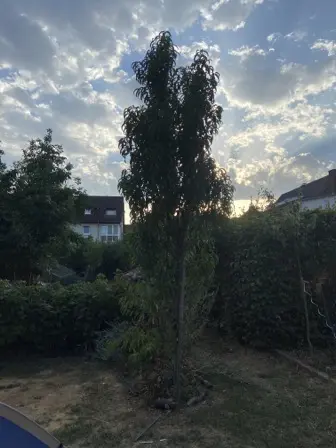 Foto treephoto-uni0neyxt4mefwp6viw8ev92.jpeg