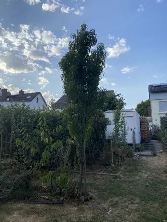 Foto treephoto-w4ava1p3h2shnnlmheg0oird.jpeg